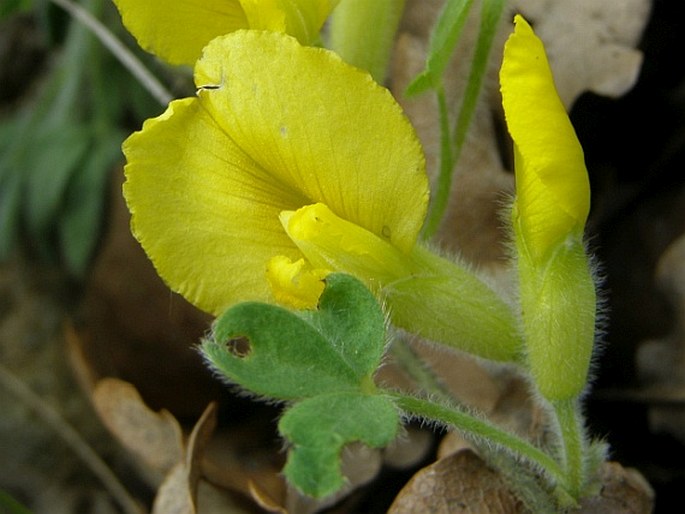 Chamaecytisus hirsutus