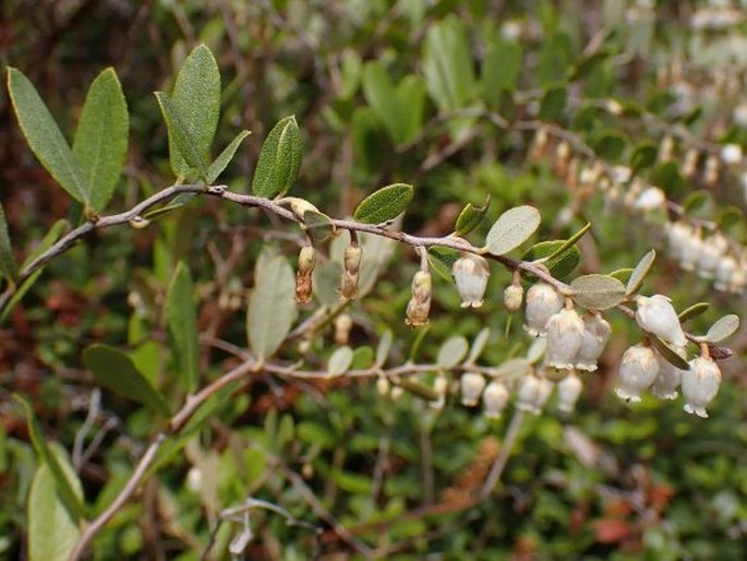 Chamaedaphne calyculata