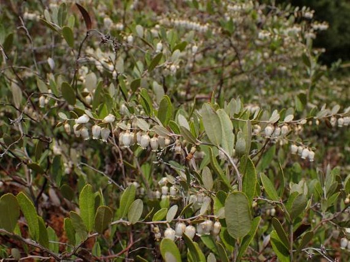 Chamaedaphne calyculata