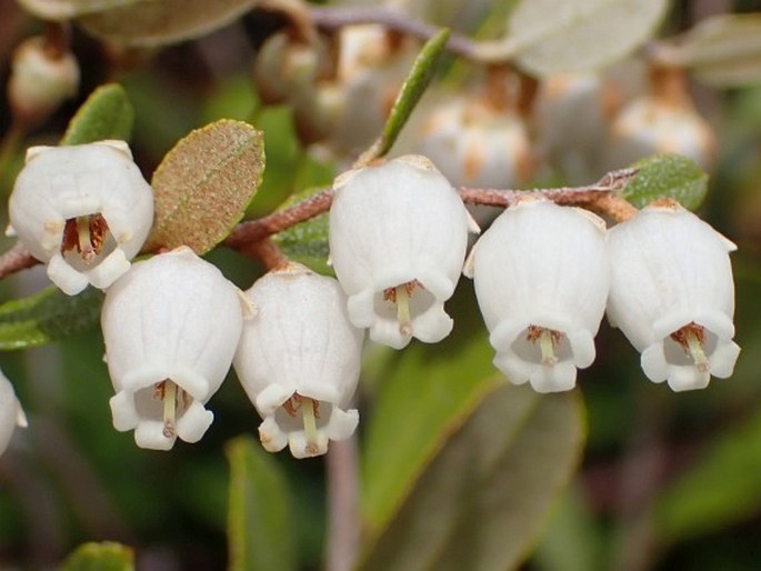 Chamaedaphne calyculata