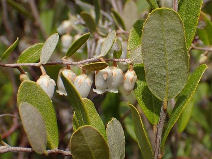 Chamaedaphne calyculata