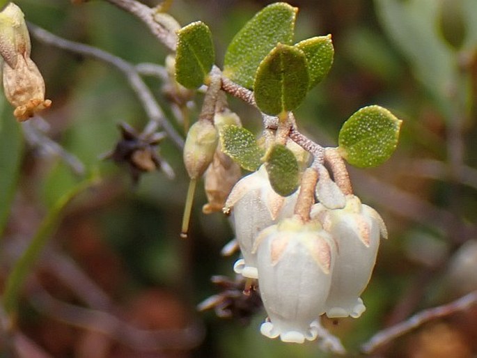 Chamaedaphne calyculata