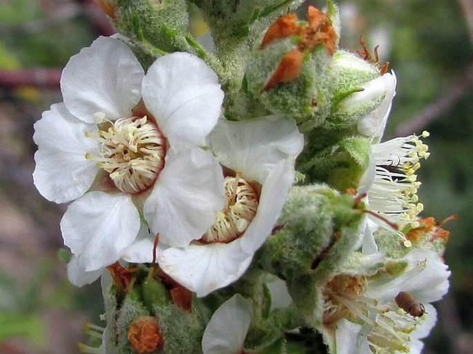 Chamaebatiaria millefolium