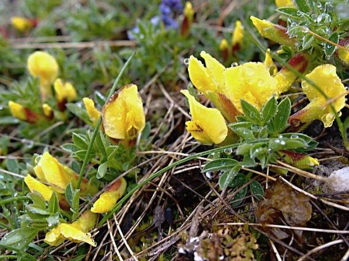 CHAMAECYTISUS HIRSUTUS subsp. POLYTRICHUS (M. Bieb.) Ponert - čilimník / zanoväť