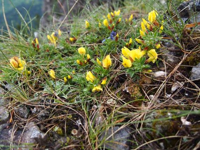 Chamaecytisus hirsutus subsp. polytrichus