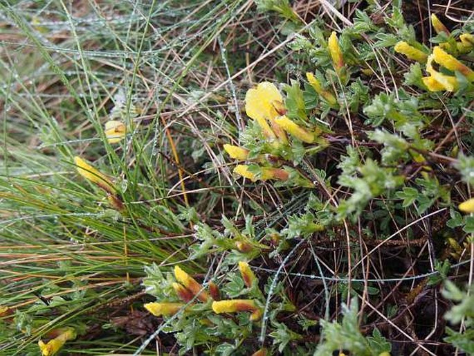 Chamaecytisus hirsutus subsp. polytrichus