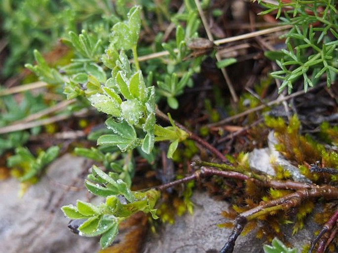 Chamaecytisus hirsutus subsp. polytrichus