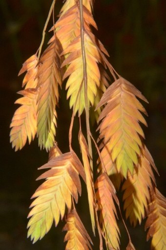 Chasmanthium latifolium