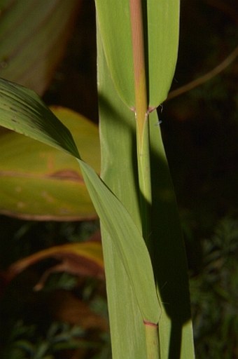 Chasmanthium latifolium