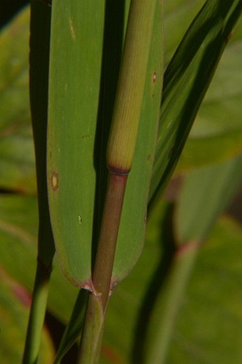 Chasmanthium latifolium