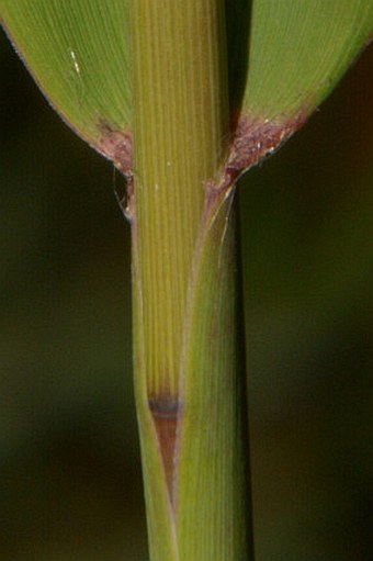 Chasmanthium latifolium