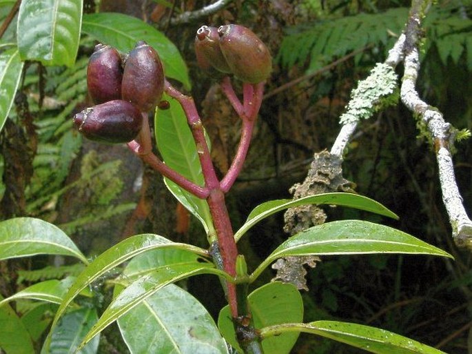 Chassalia gaertneroides