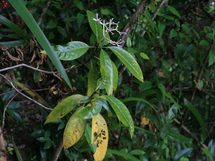 Chassalia corallioides