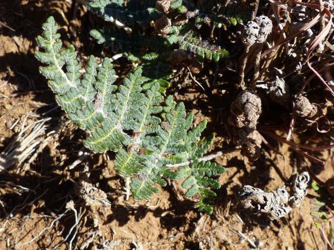 CHEILANTHES ECKLONIANA Mett.