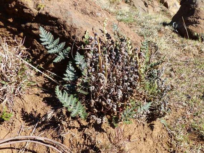 Cheilanthes eckloniana