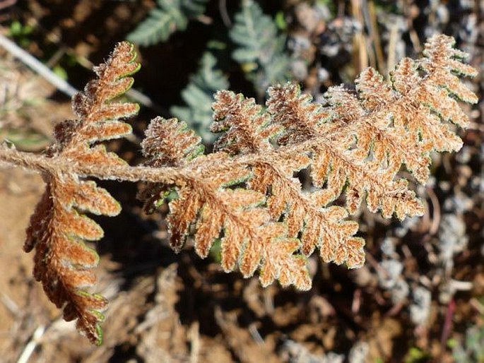 Cheilanthes eckloniana