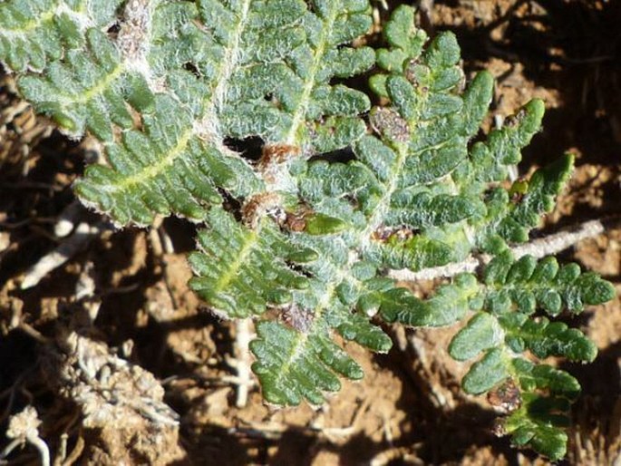 Cheilanthes eckloniana