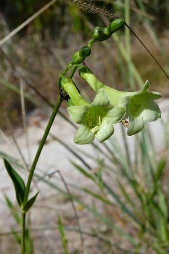 Chelonanthus angustifolius
