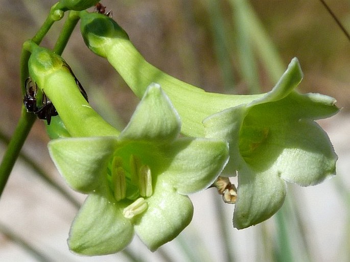 CHELONANTHUS ANGUSTIFOLIUS  (Kunth) Gilg