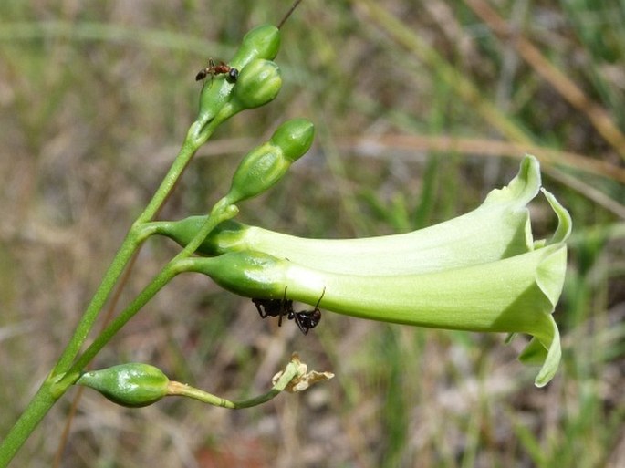 Chelonanthus angustifolius