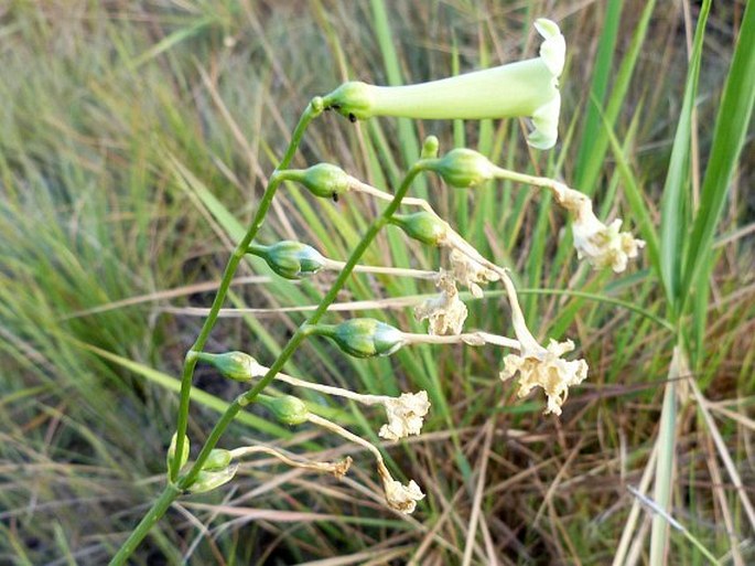 Chelonanthus angustifolius