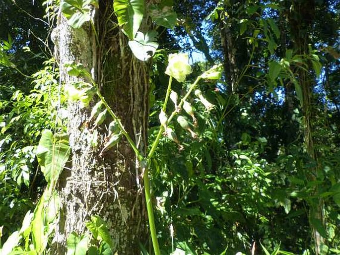 Chelonanthus grandiflorus