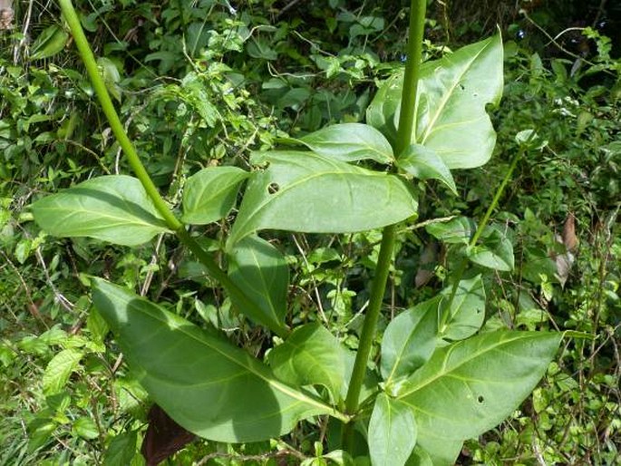 Chelonanthus grandiflorus