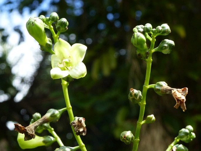 Chelonanthus grandiflorus