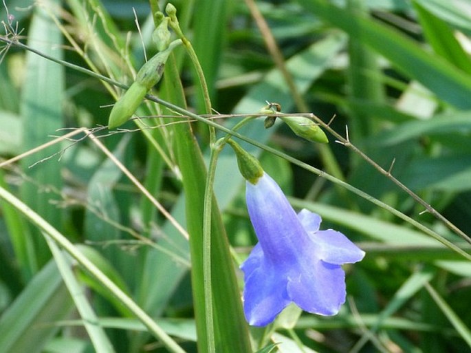 Chelonanthus purpurascens