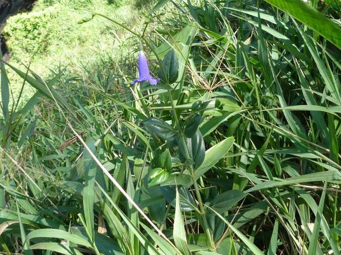 Chelonanthus purpurascens