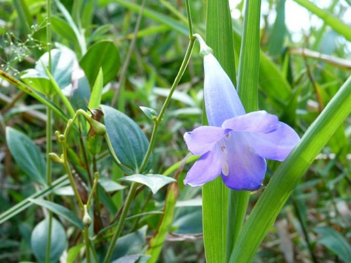 Chelonanthus purpurascens