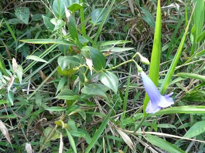 Chelonanthus purpurascens