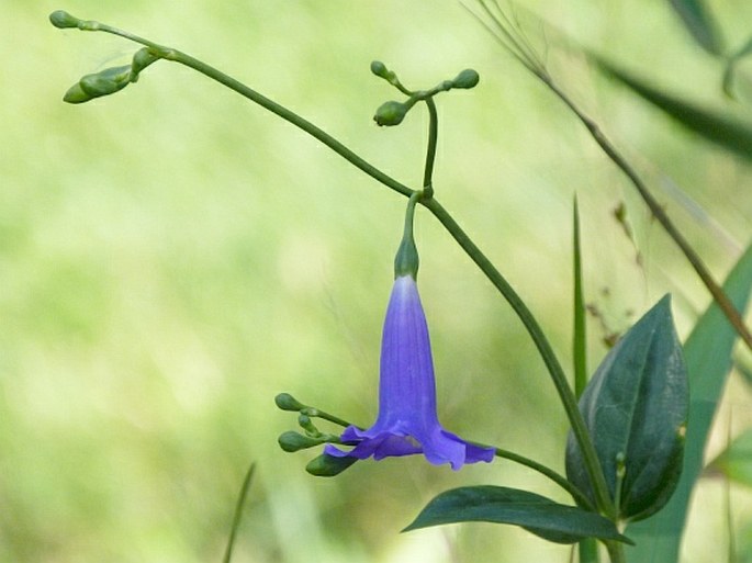 CHELONANTHUS PURPURASCENS (Aubl.) Struwe, S. Nilsson et V. A. Albert