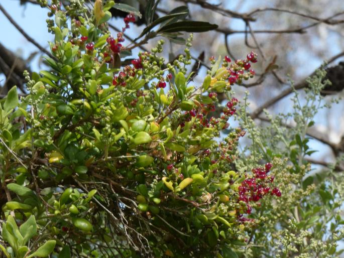 Chenopodium candolleanum