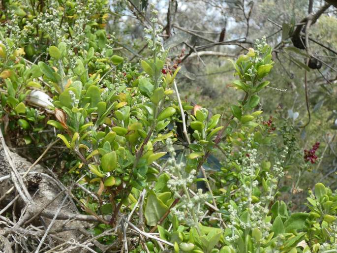 Chenopodium candolleanum