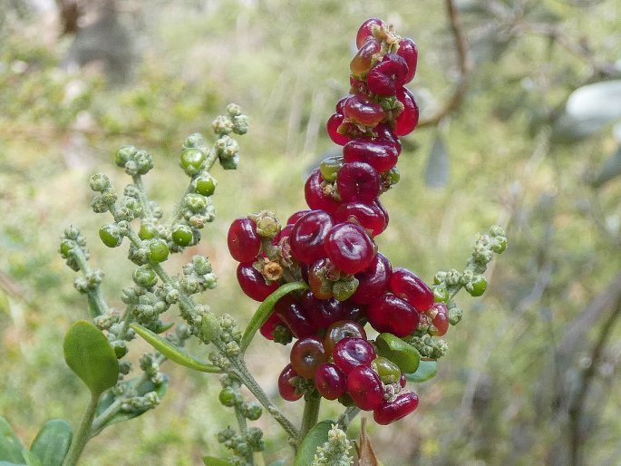 Chenopodium candolleanum