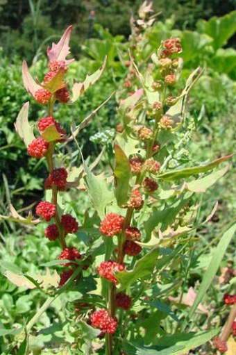 Chenopodium foliosum