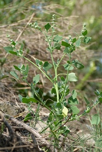 Chenopodium opulifolium