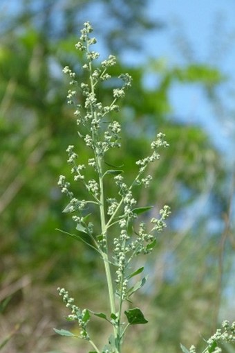 Chenopodium opulifolium