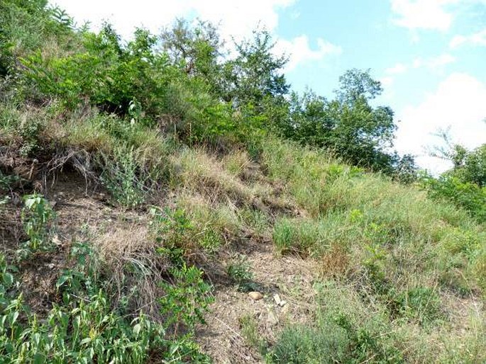 Chenopodium opulifolium