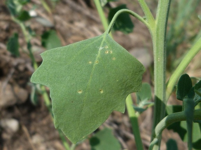 Chenopodium opulifolium