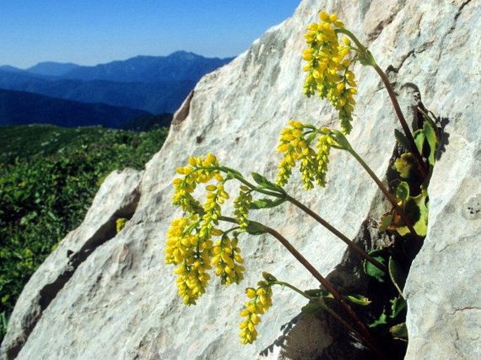 Chiastophyllum oppositifolium