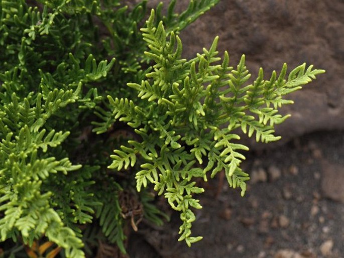 CHEILANTHES GLAUCA (Cav.) Mett.