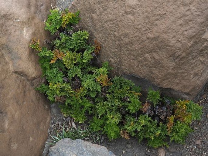 Cheilanthes glauca