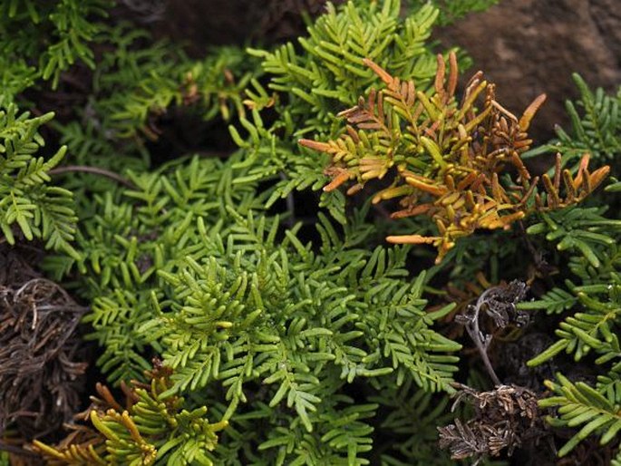 Cheilanthes glauca