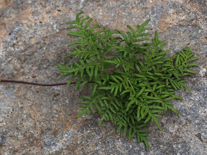 Cheilanthes glauca