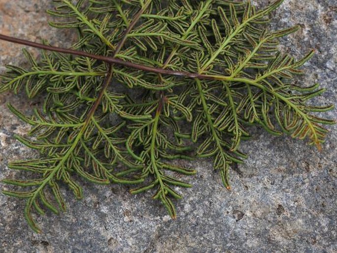 Cheilanthes glauca