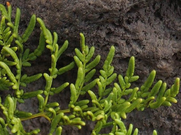 Cheilanthes glauca