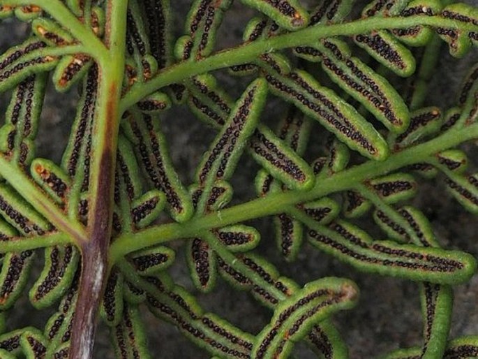 Cheilanthes glauca