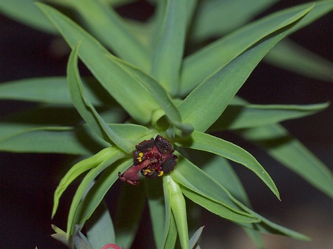 Euphorbia dilloniana